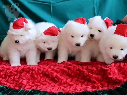 PoulaTo: Πώληση κουτάβια Samoyed.